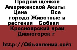 Продам щенков Американской Акиты › Цена ­ 25 000 - Все города Животные и растения » Собаки   . Красноярский край,Дивногорск г.